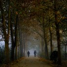 Autumn Road