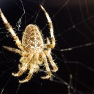 Arachnoid