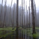Illusion Forest