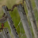 Lonely bird