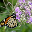 Monarch Butterfly