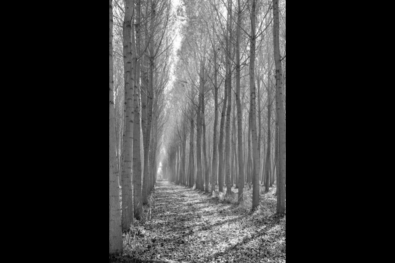 Fugue in B&W