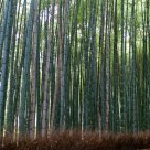 Bamboo Groves