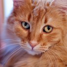 A Cat's Eyes