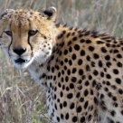 Guepard