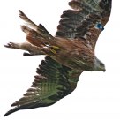 Red kite