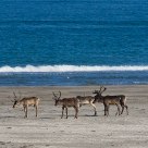 Reindeer at the beach in Finnmark