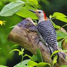Female RedBellied woodpecker