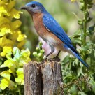 Mr. Bluebird