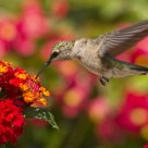 Juvenile  Ruby Throated hummingbird