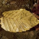 Yellowed leaves