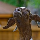 ...If one more kid tries to grab my horns and ride me like a pony, I swear I'll scream...