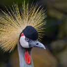 Crowned Crane