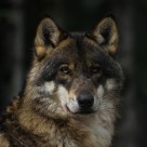 Canis lupus