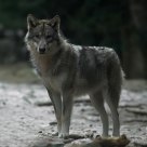 Loup gris