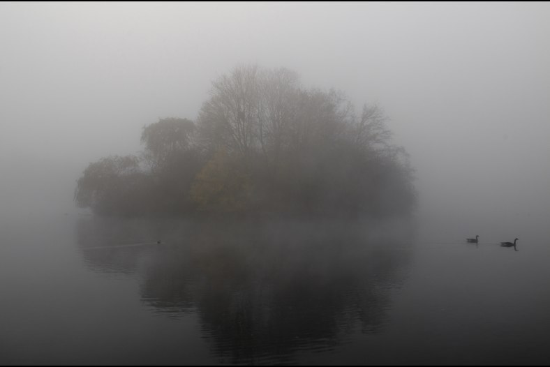 foggy island of herons