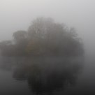 foggy island of herons