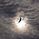 Fly Eagle Fly