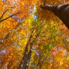 Autumn in the Carpathians