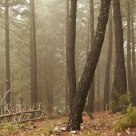 Foggy woods