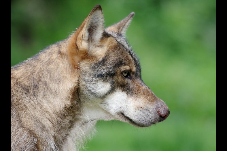 Loup - Canis lupus