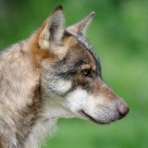 Loup - Canis lupus