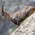 Bouquetin - Capra ibex