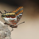 Pacha à deux queues - Charaxes jasius