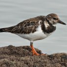 Arenaria interpres