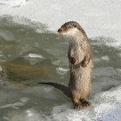 Otter