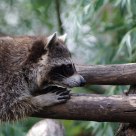 Very curious raccoon 