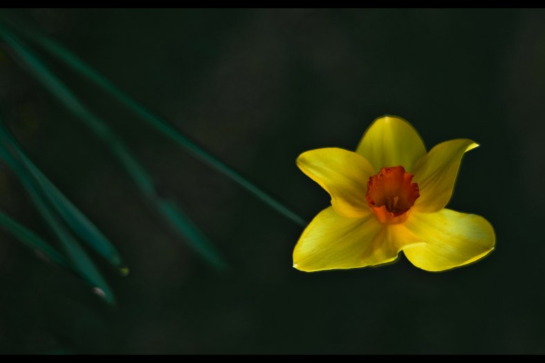 Daffodil