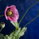 Poppy in Winter