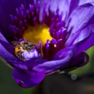 Bee and Waterlily