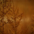 Autumn brown