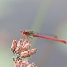 Ceriagrion tenellum