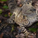 Lizard