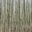 Tree Trunks