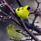 goldfinch pair