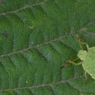 Green shield bug (Palomena prasina)