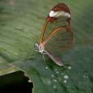 Glasswing