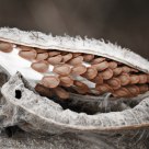 milkweed