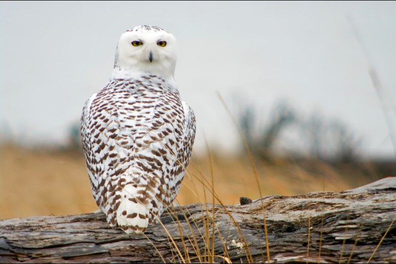 Snowy Owl Immigrant.