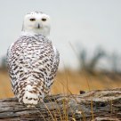 Snowy Owl Immigrant.