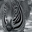 Black and White