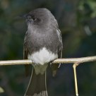 Black Phoebe