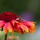 bee