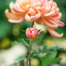 Chrysanthemum