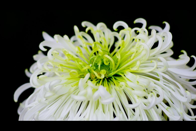 Chrysanthemum