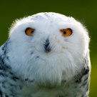 snow owl